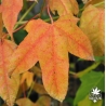 acer-elegantulum-automne