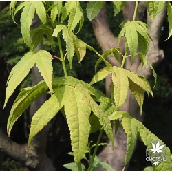 acer-elegantulum-été