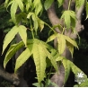 acer-elegantulum-été