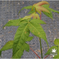 acer-elegantulum-fin-de-l-ete