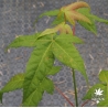 acer-elegantulum-fin-de-l-ete