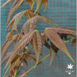 acer-elegantulum-printemps