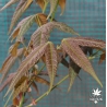 acer-elegantulum-printemps