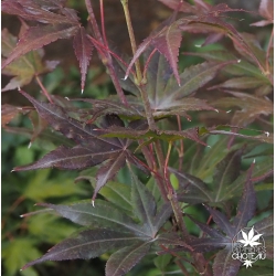 acer-palmatum-cindy-ete