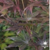 Tenuifolium