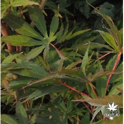 acer-palmatum-chikuma-no-ete