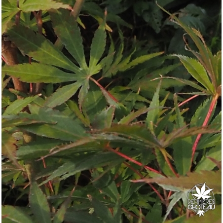 acer-palmatum-chikuma-no-ete