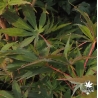 acer-palmatum-chikuma-no-ete
