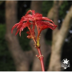 acer-palmatum-chikuma-no-nouvelles-pousses-d-ete