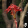 acer-palmatum-chikuma-no-nouvelles-pousses-d-ete