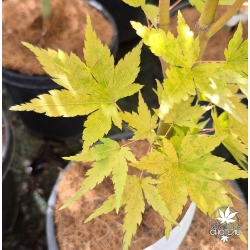 acer-palmatum-waka-momiji-debut-d-automne