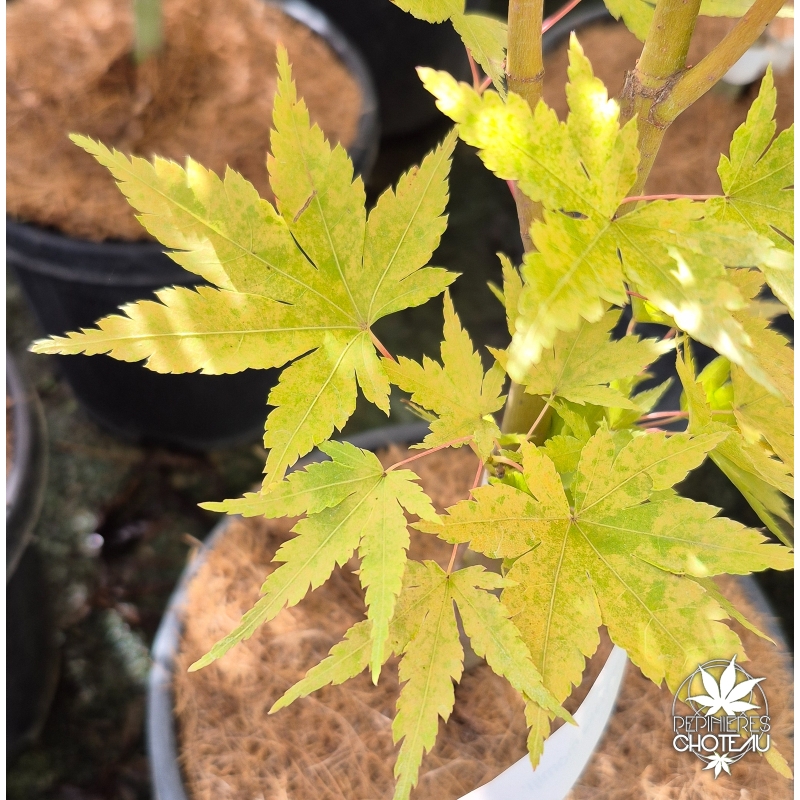 acer-palmatum-waka-momiji-debut-d-automne
