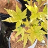 acer-palmatum-waka-momiji-debut-d-automne