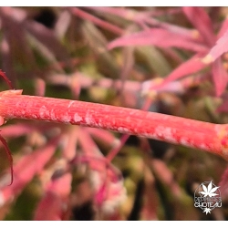 acer-palmatum-waka-momiji-ecorce-2