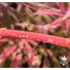 acer-palmatum-waka-momiji-ecorce-2