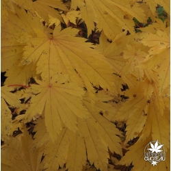 acer-japonicum-indian-summer-automne