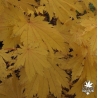 Tenuifolium