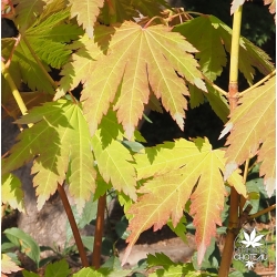 Tenuifolium