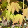 Tenuifolium