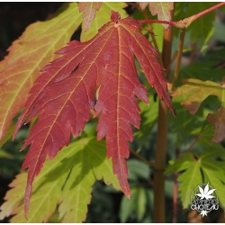 acer-japonicum-indian-summer-nouvelles-pousses-d-ete
