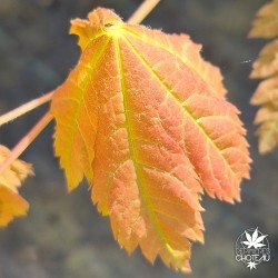 Indian Summer