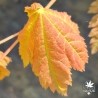 Indian Summer