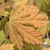 Indian Summer