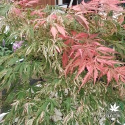 Lileeanne's Jewel