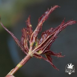 Crumple Leaf