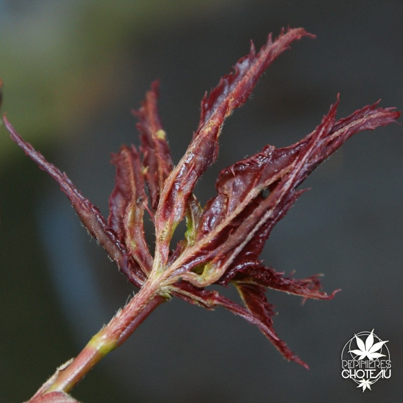 Crumple Leaf