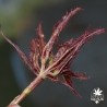 Crumple Leaf