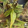 Crumple Leaf