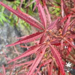 Filifera Purpurea"