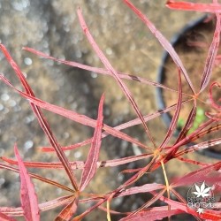 Filifera Purpurea"
