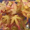 Golden Fall's