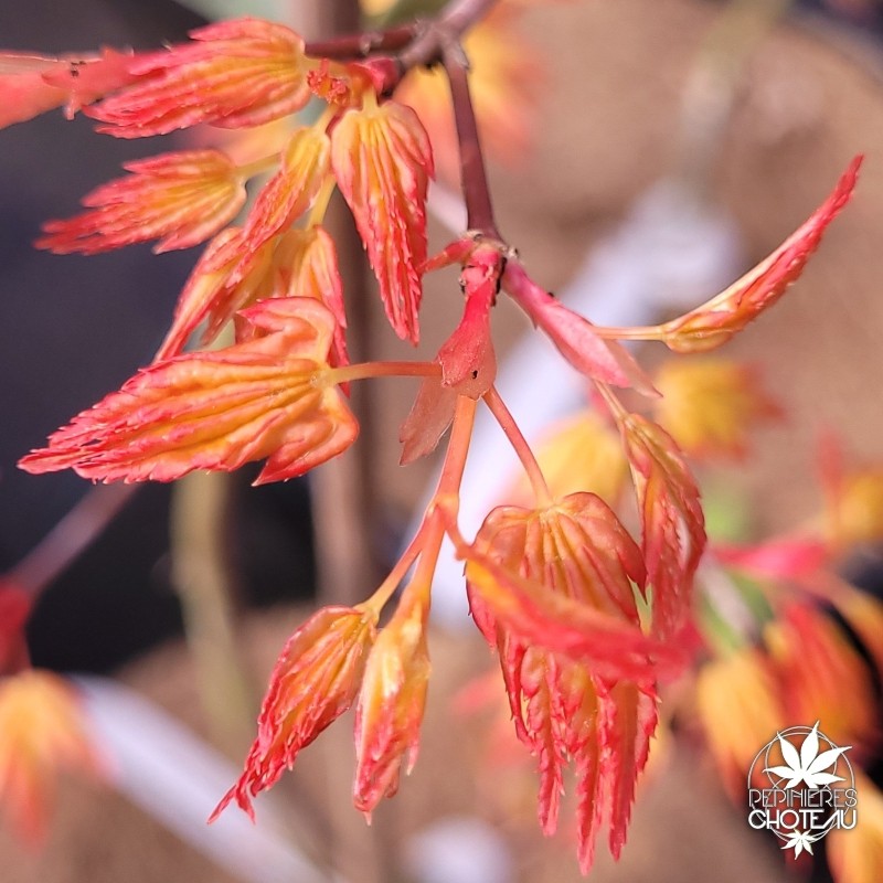 Golden Fall's