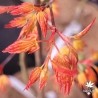 Golden Fall's