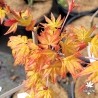 Golden Fall's