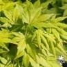 Going Green®