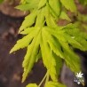 Going Green®