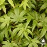 Sharp's Pygmy