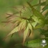 Sharp's Pygmy