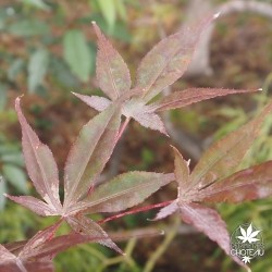 acer-palmatum-musashino-fin-d-ete 2