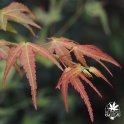 acer-palmatum-muko-buchi-nouvelles-pousses-d-ete