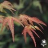 acer-palmatum-muko-buchi-nouvelles-pousses-d-ete