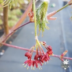 acer-japonicum-kings-copse-fleurs