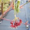 acer-japonicum-kings-copse-fleurs