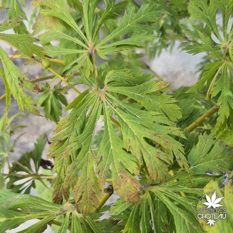 Acer-japonicum-maiku-jaku-ete