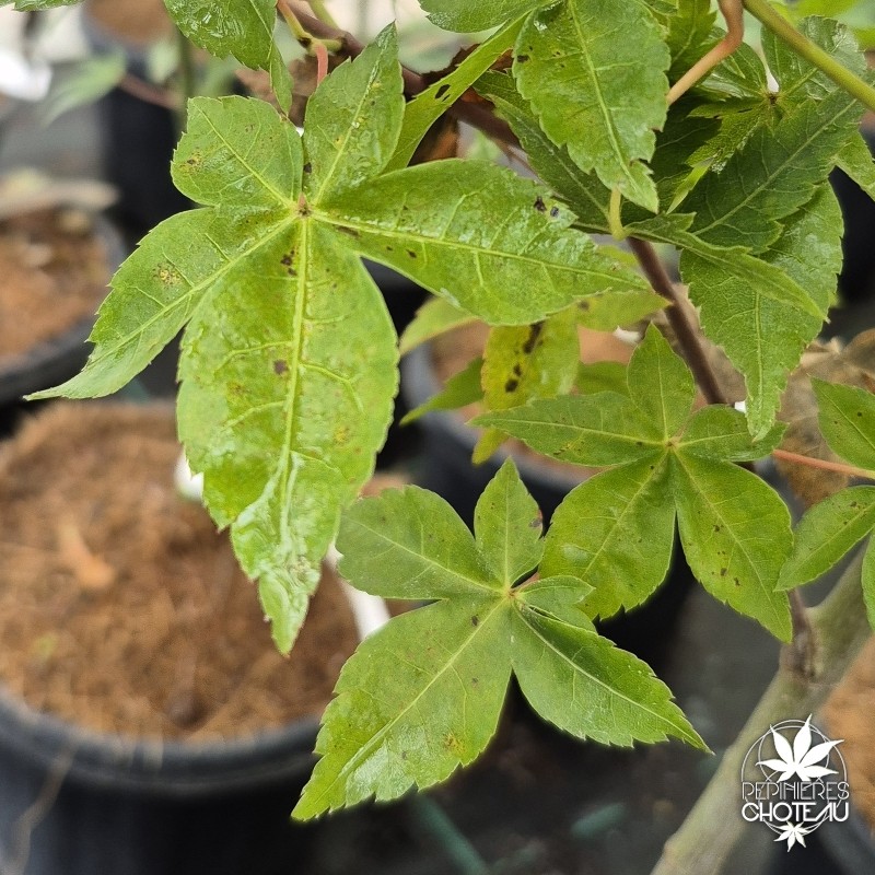 Oliverianum x palmatum