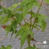 acer-oliverianum-x-palmatum-fin-d-ete
